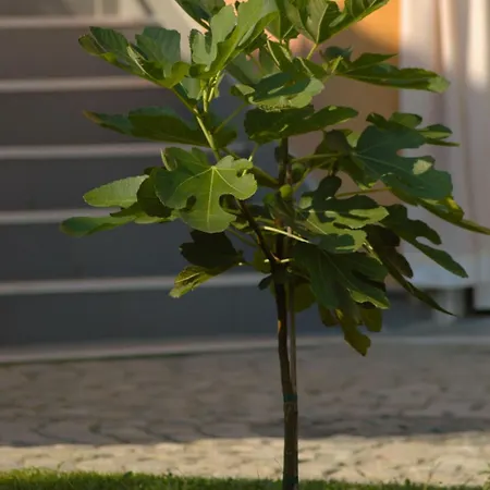 Kula Hacienda Apartmán *